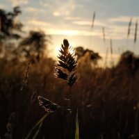 Photo Post Backlight and Nature - Grassy Head
