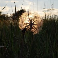 Photo Post Backlight and Nature - Meadow Salsify